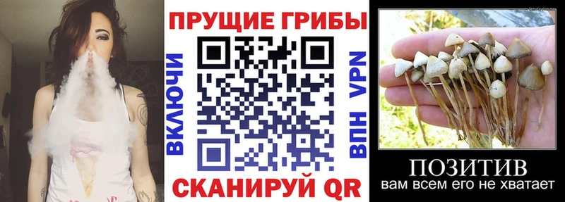 где купить наркотик  Моршанск  Галлюциногенные грибы прущие грибы 